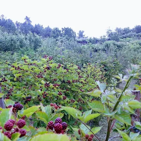 Quinta Da Mal-disposta, 레센데