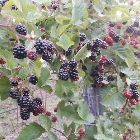 Quinta Da Mal-disposta, * 레센데