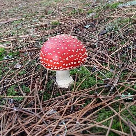 Pinhawood Alpesi faház