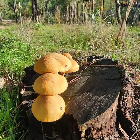 샬레 Quinta Da Mal-disposta, 레센데