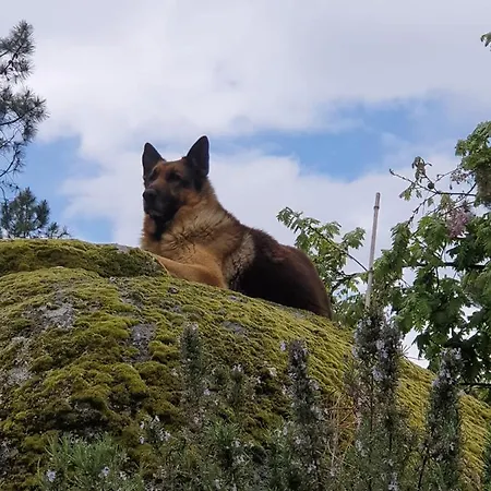 Alpesi faház Pinhawood Resende