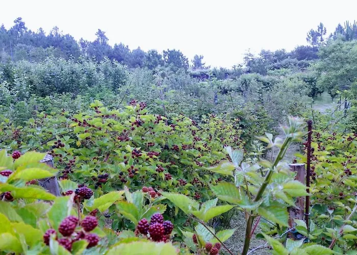 Quinta Da Mal-disposta, Resende