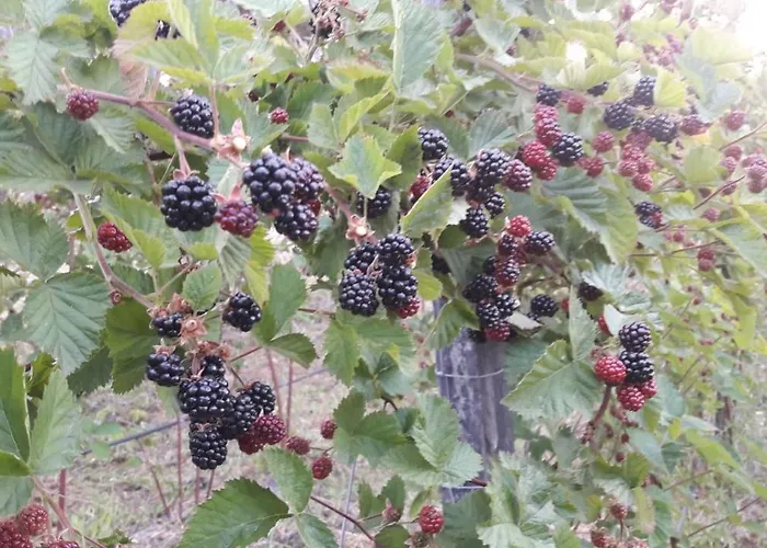 Quinta Da Mal-disposta, * Resende