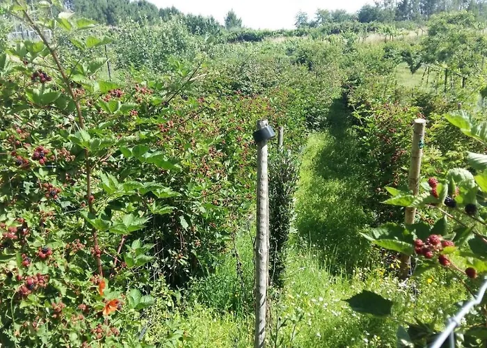 Quinta Da Mal-disposta, *