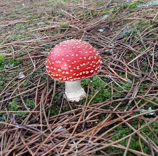 Quinta Da Mal-disposta, Chalet