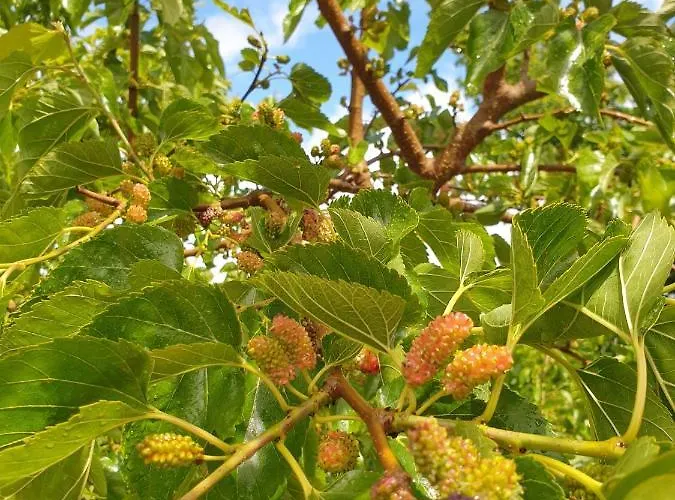 Σαλέ Quinta Da Mal-disposta, *