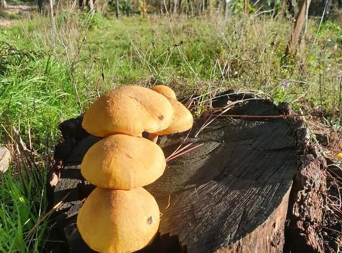 Chalet Quinta Da Mal-disposta, Resende