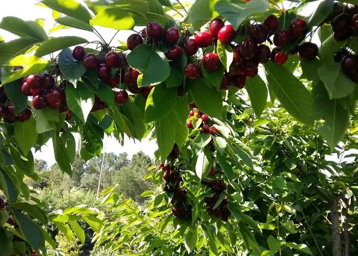 Quinta Da Mal-disposta, Σαλέ