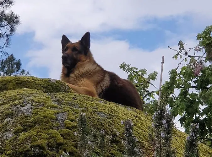 Chalet Quinta Da Mal-disposta, Resende